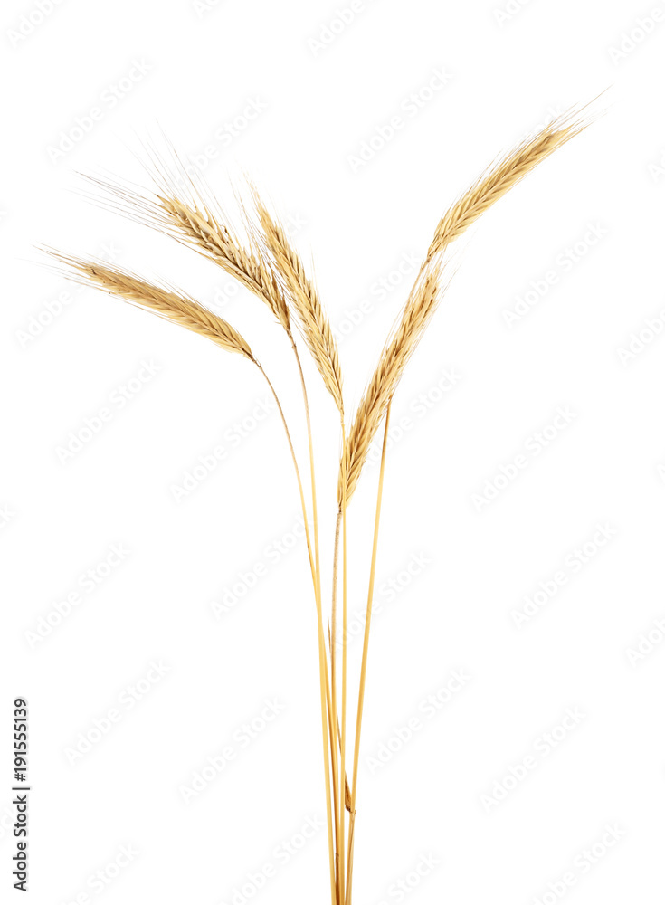 Spike of rye on a white background