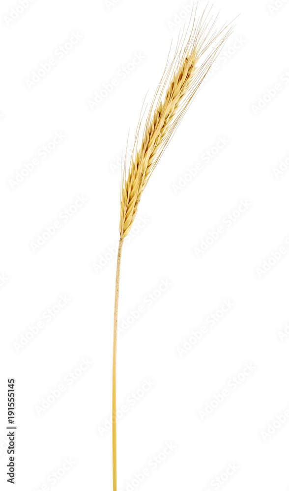 Ear of rye isolated on white background Ear of rye isolated on white background