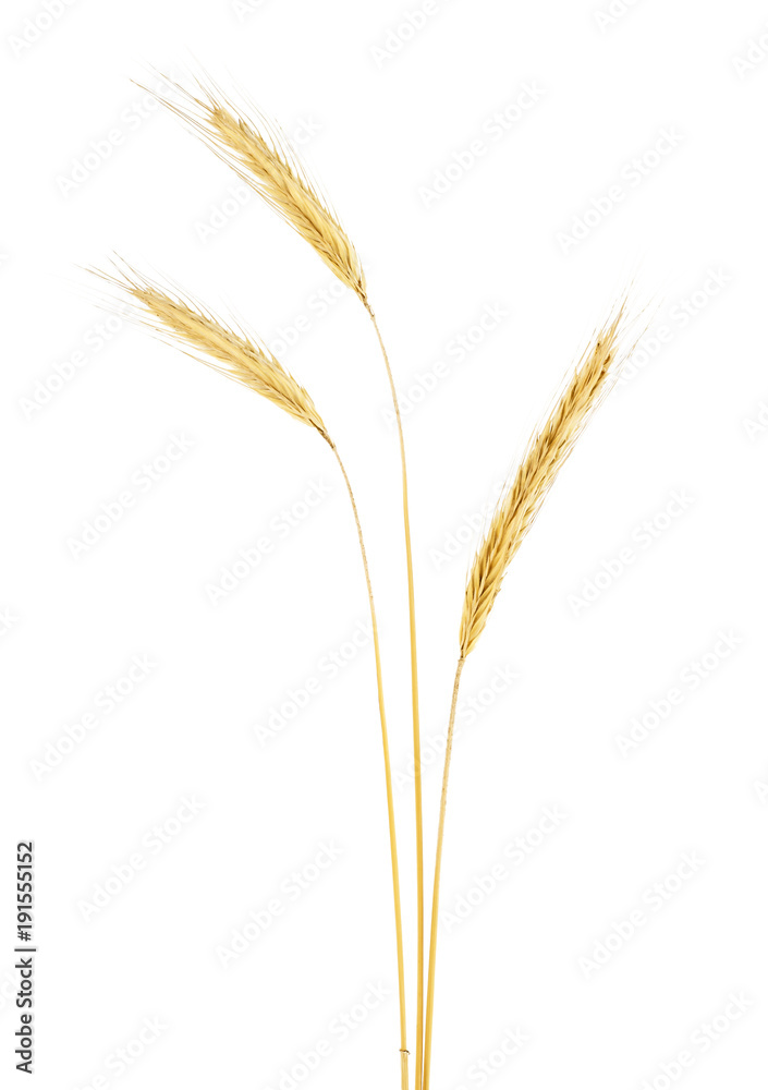 Ears of rye isolated on a white background Ears of rye isolated on a white background