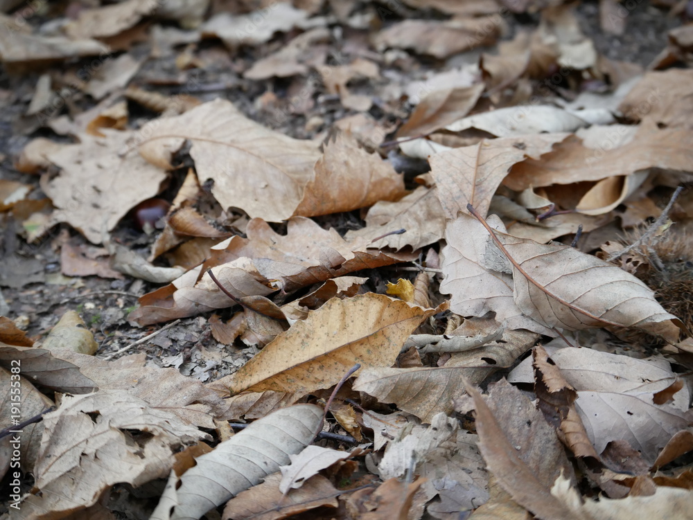feuilles morte