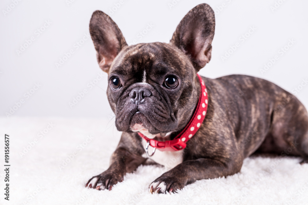 French bulldog with red collar