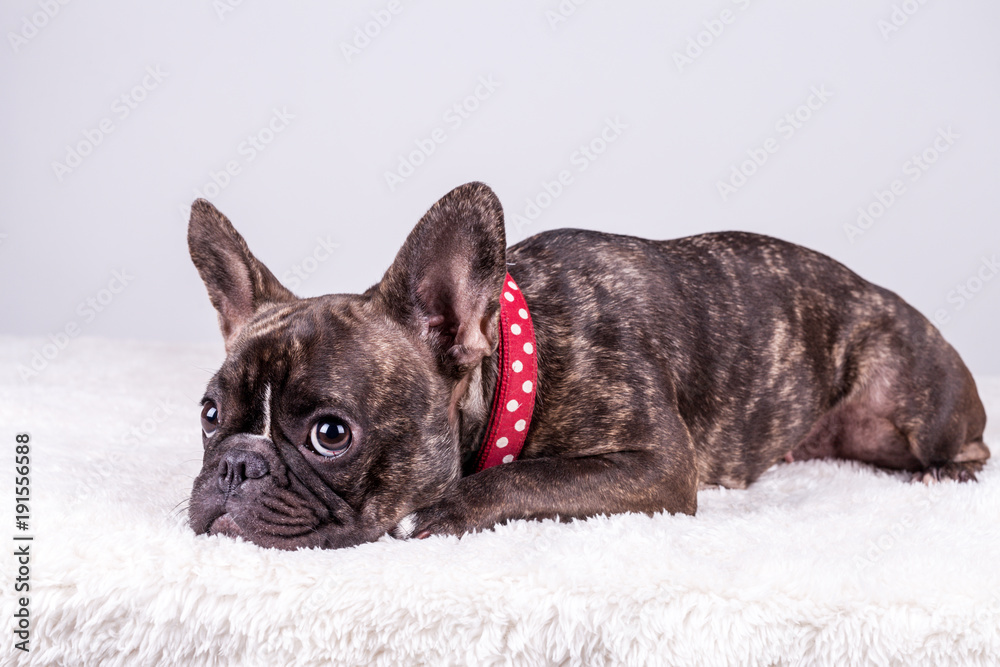 French bulldog lying in red collar