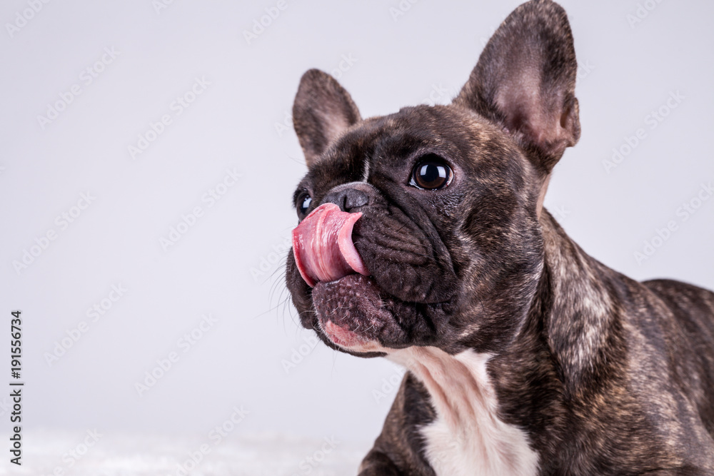 French bulldog licking his nose