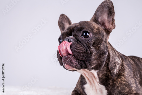 French bulldog licking his nose © Attila