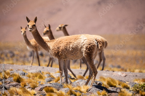 Vicunas in Argentina