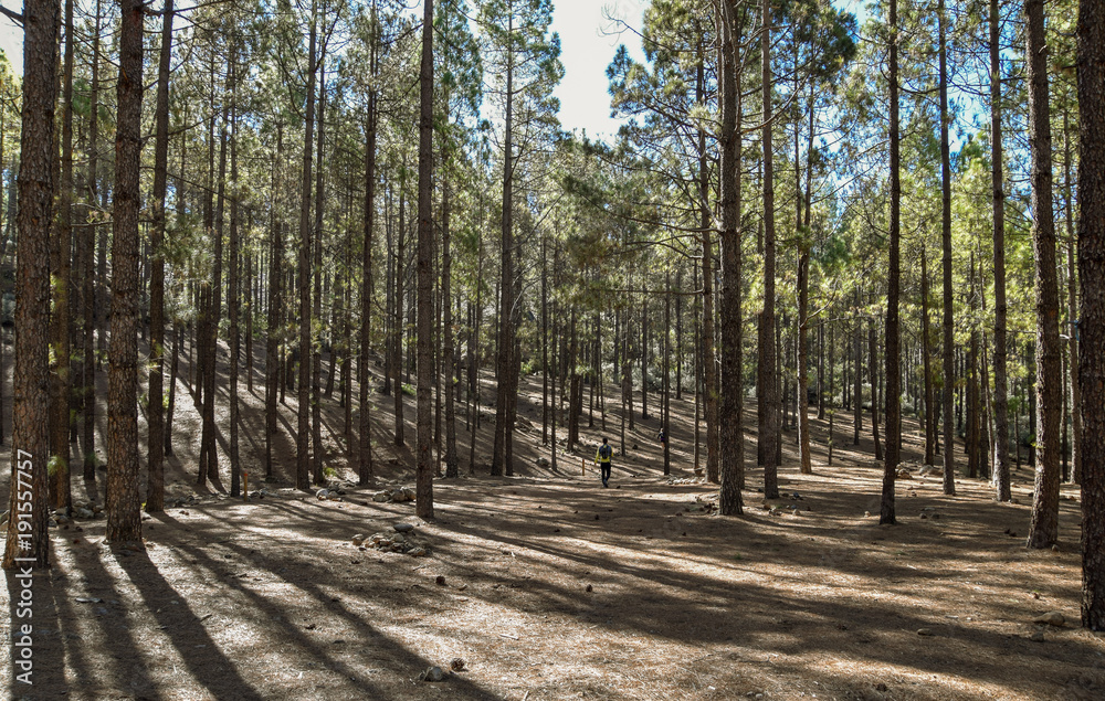 Naklejka premium Beautiful forest