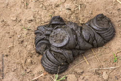 Coorg, India - October 29, 2013: Dubare Elephant Camp. Closeup of Heap of dark brown elephant dung on pale brown dirt.  photo