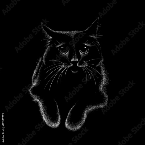 The Vector logo cat for T-shirt design or print on outwear.  Tattoo cats style background.