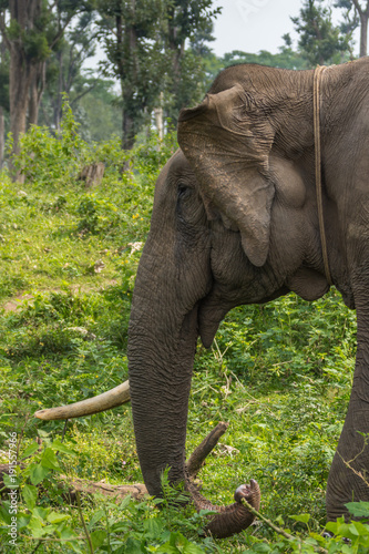 Coorg, India - October 29, 2013: Dubare Elephant Camp. Closeup of head of single tusk male elephant standing in the green jungle. photo