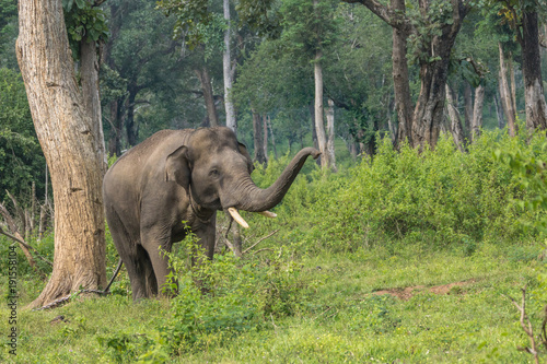 Coorg, India - October 29, 2013: Dubare Elephant Camp. Young chained male elephant stands in the green jungle and lifts its trunk up. photo