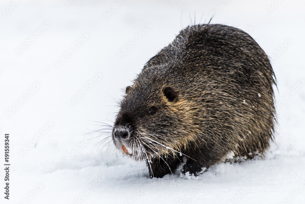 Big curious coypu (nutria) on the snow. Also known as water rat or Myocastor coypus. Big curious coypu (nutria) on the snow. Also known as water rat or Myocastor coypus.