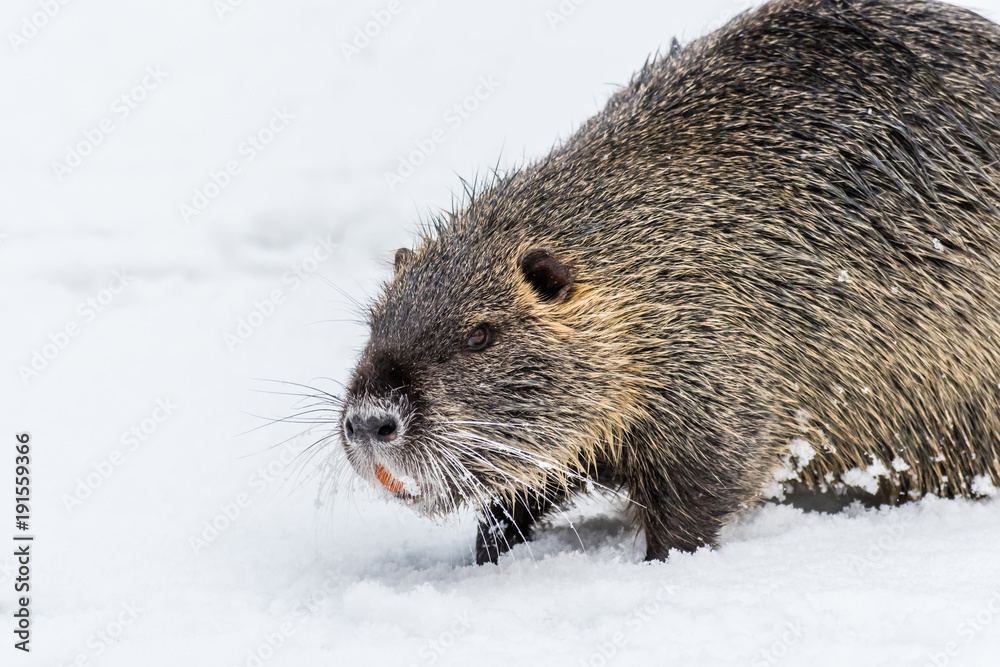 Big curious coypu (nutria) on the snow. Also known as water rat or Myocastor coypus.