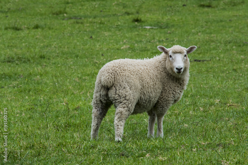 New Zealand sheep, animal, farm, grass, wool, green, field, farming, agriculture, white, cute, livestock, nature, mammal, animals, looking