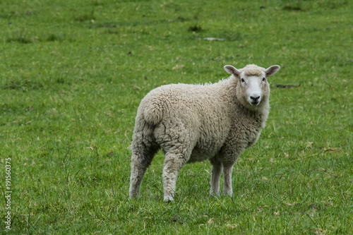 New Zealand sheep, animal, farm, grass, wool, green, field, farming, agriculture, white, cute, livestock, nature, mammal, animals, looking