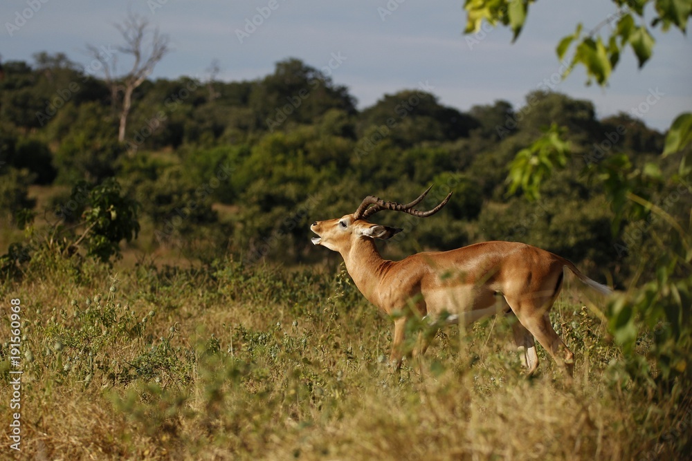 Yelling impala male Yelling impala male