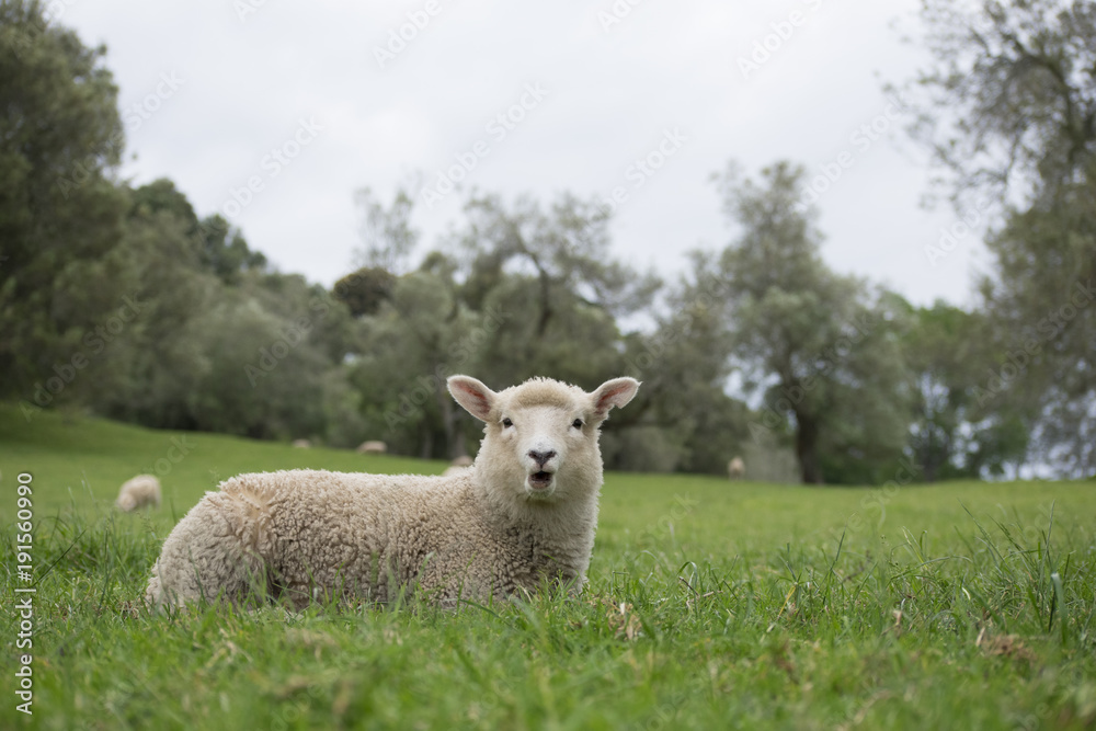 Obraz premium Sheep Original Photo , No Post Processing , Surprise Feeling ,animal, farm, grass, spring, wool, cute, field, green, agriculture, white, farming, nature, baby, livestock, mammal, lambs, countryside