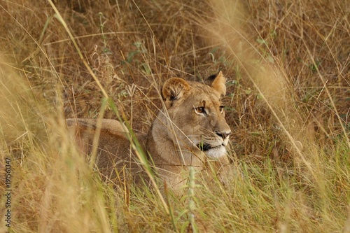 Lioness cub lying in the grass