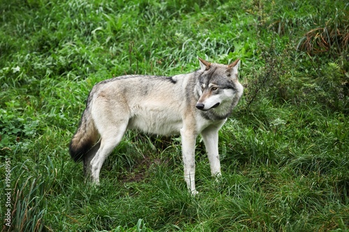 Wolf in the nature