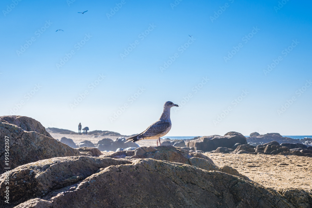 Seagull on the beach in Porto city, Portugal