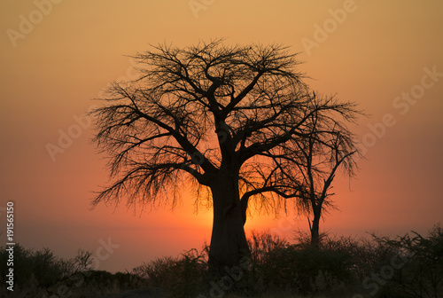 Africa  Botswana  Okavango  delta   giant boab tree at sunset.