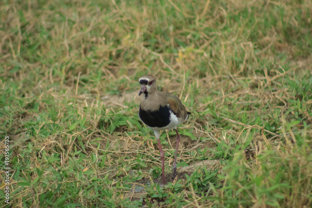 bird in venezuela