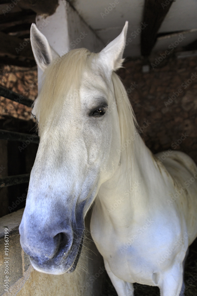 Obraz premium Biały koń w stodole.