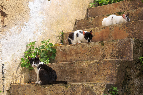 Europe, Spain, Balearic Islands, Mallorca, Santanyi, Cala Figuera . A small , colorful fishing harbor on S.E. corner of island. local cats eating on stairs.