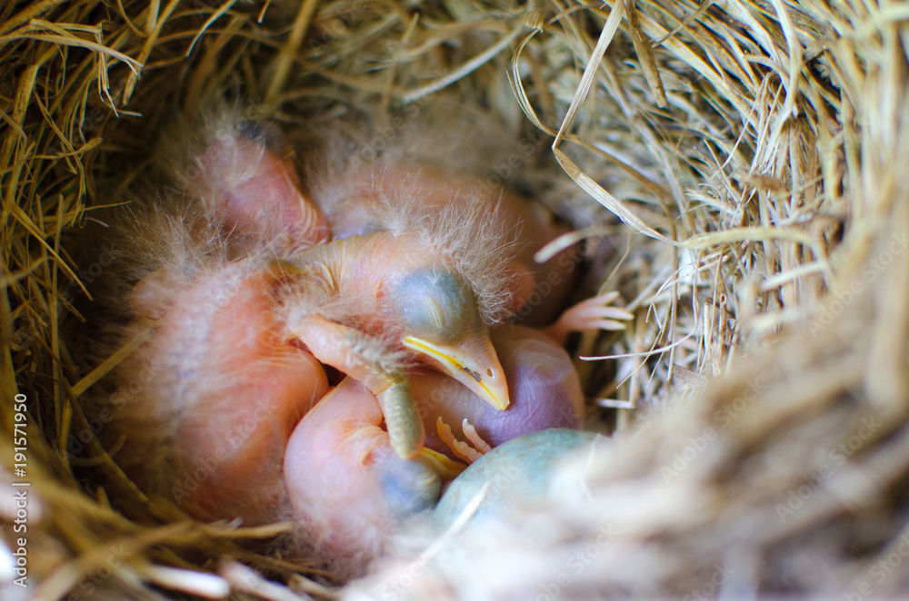 newly hatched Chicks of a Blackbird in the nest