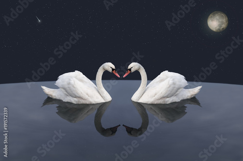 A pair of white swans in cosmic lake. photo
