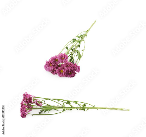 Fototapeta Naklejka Na Ścianę i Meble -  Pink flower isolated