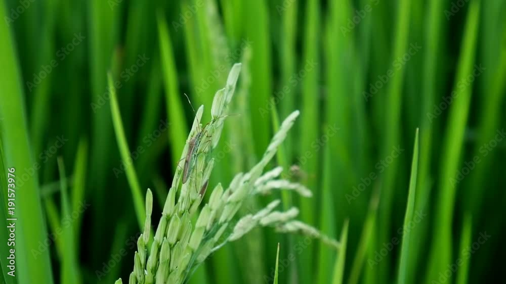 Clouse up leptocorisa acuta or rice ear bug. the pest of rice. Clouse up leptocorisa acuta or rice ear bug. the pest of rice.