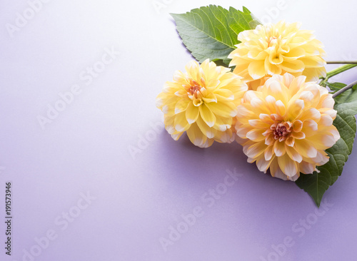 Fototapeta Naklejka Na Ścianę i Meble -  ダリア