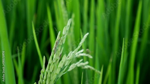 Clouse up  leptocorisa acuta or rice ear bug. the pest of rice.