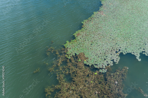 Aerial view of the green water lilies and lotuses in the Skadar Lake. Montenegro.