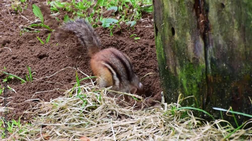 A chipmunk digs a hole in the ground to create an underground burrow. The hole is close to a mossy tree stump. A chipmunk digs a hole in the ground to create an underground burrow. The hole is close to a mossy tree stump.