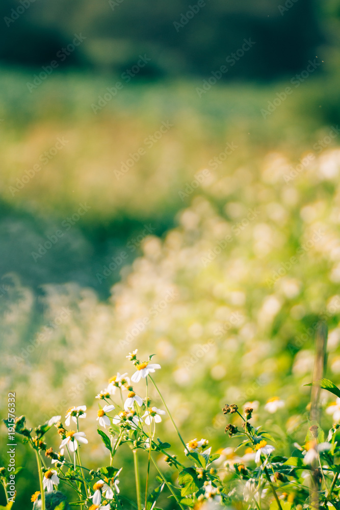 Fototapeta premium White flowers