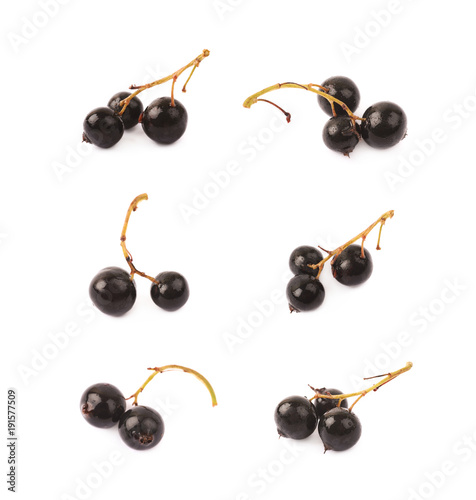 Branch of black currant berries isolated