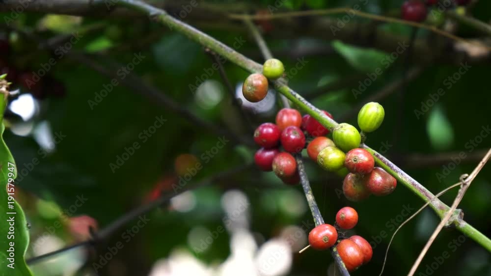 close up of red coffee berries at a plantation on the island of bali close up of red coffee berries at a plantation on the island of bali