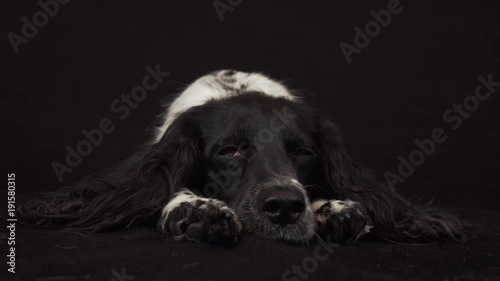 Beautiful female spaniel lies and is funny looks around on black background stock footage video photo