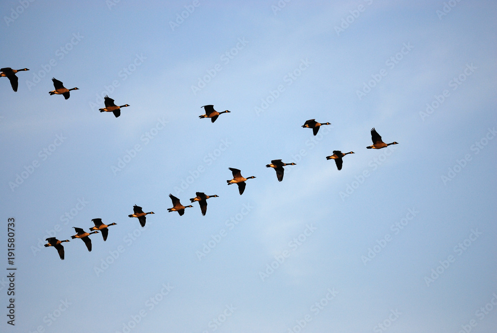 flying Canada gooses in group under blue sky