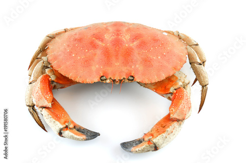 single steamed crab isolated on white background