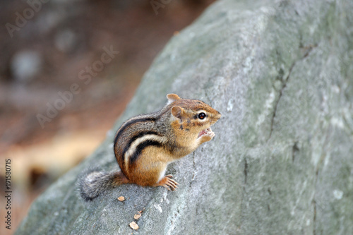 Cute chipmunk standing on rock eating nuts