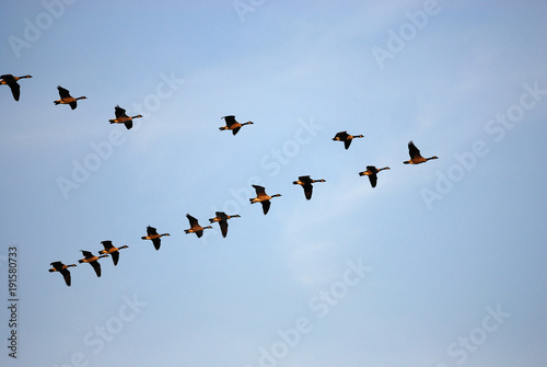 latające gęsi kanadyjskie w grupie pod błękitne niebo