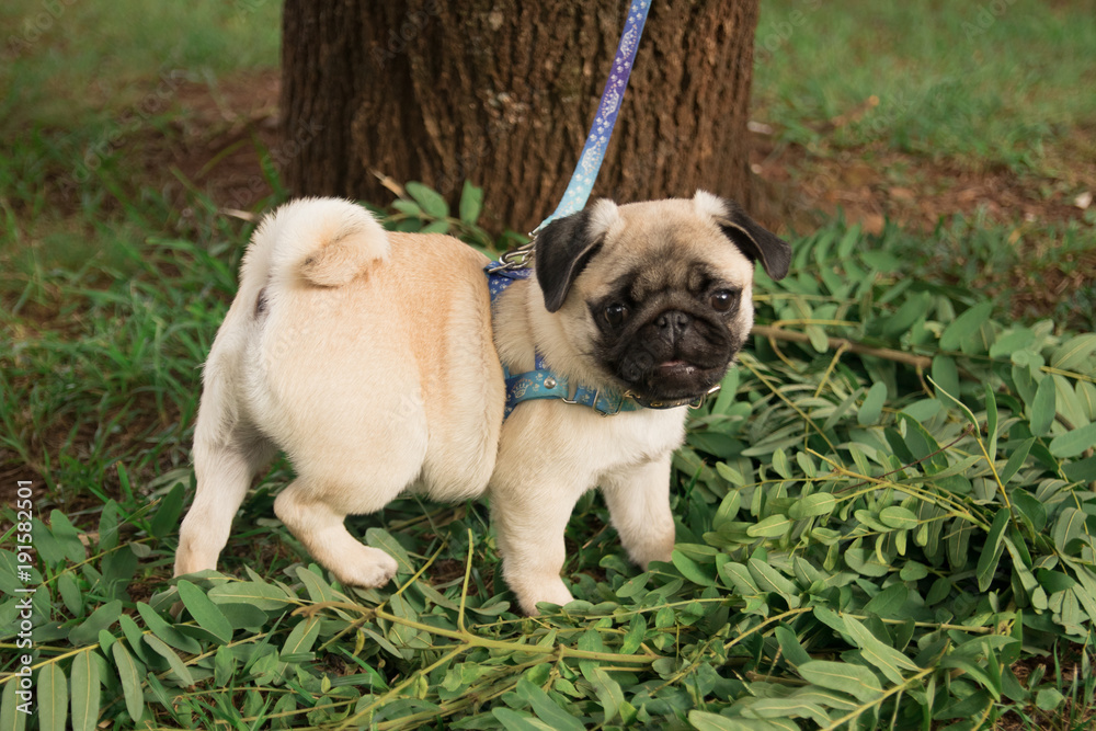 Cute baby pug playing in grass