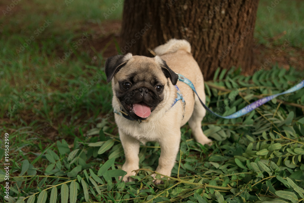 Cute baby pug playing in grass