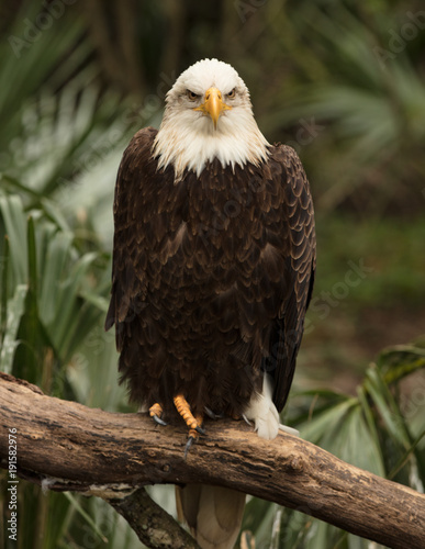bald eagle is looking at you from his perch