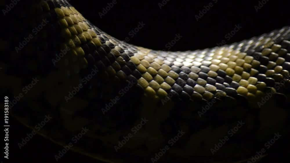 Diamond python snake scales passing in close up - Morelia spilota