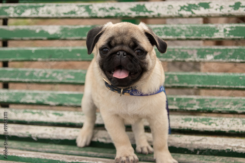 Cute baby pug playing in grass photo