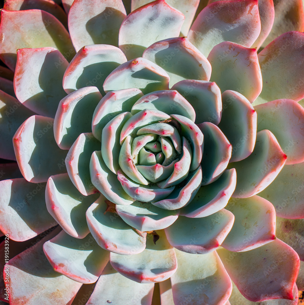 succulent plants arranged on the ground succulent plants arranged on the ground
