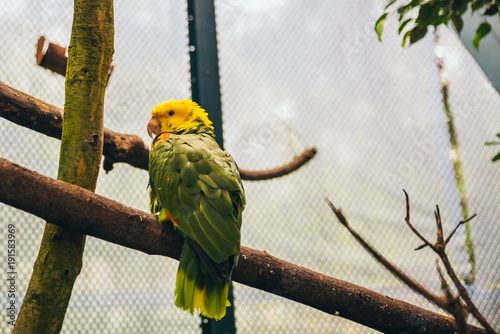 Fotótapéta Green and yellow parrot resting on top of a tree branch in an aviary